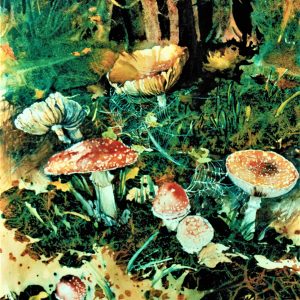 Forest Fantasy