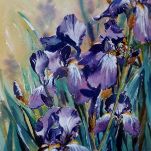 Purple Iris