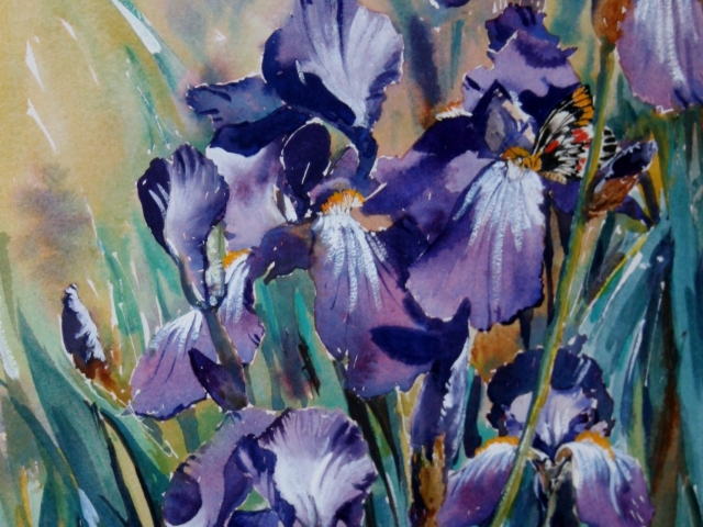 purple iris