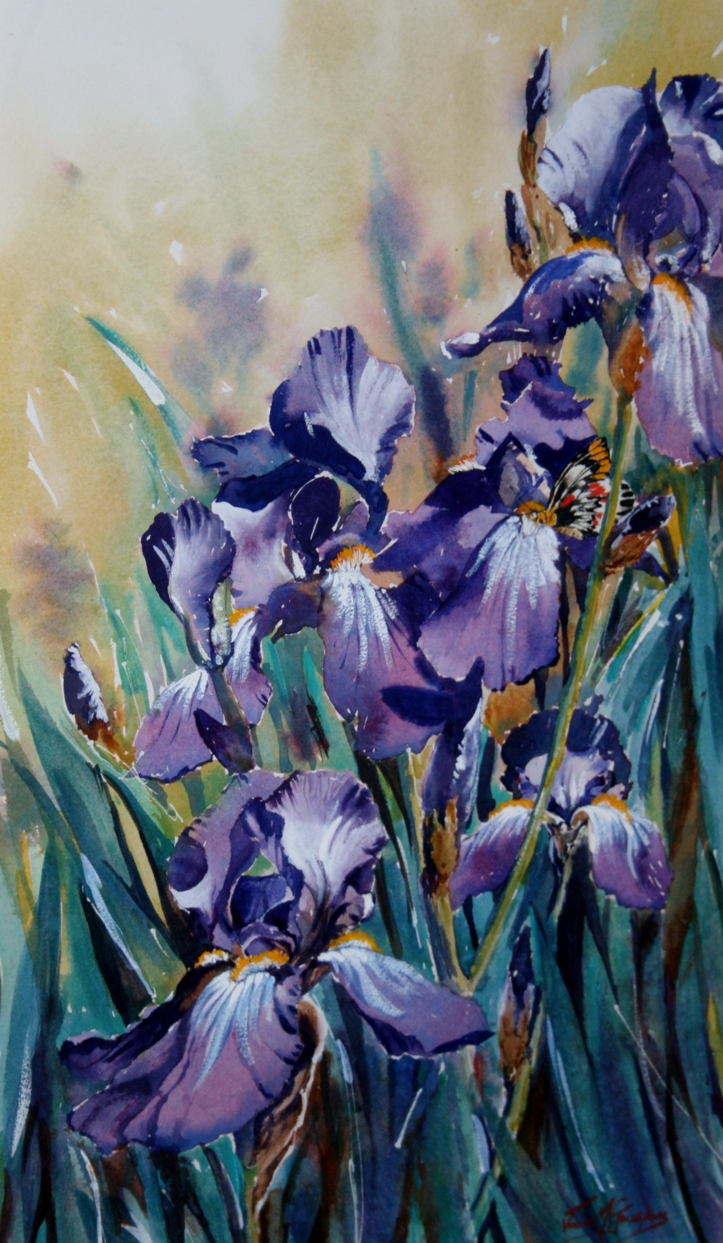 purple iris